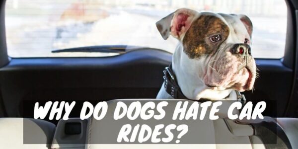 Why Do Dogs Hate Car Rides?