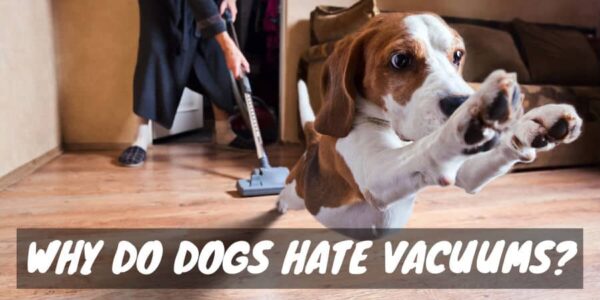 Why do dogs hate vacuums?