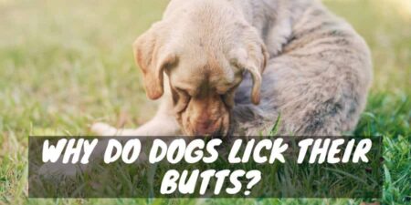 Why do dogs lick their butts?