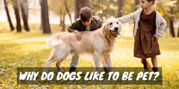 Why do dogs like to be pet?