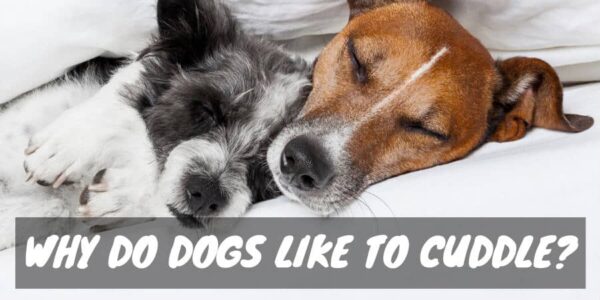 Why do dogs like to cuddle?