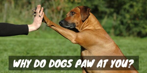 Why Do Dogs Paw at You?