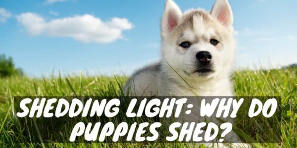 Why Do Puppies Shed?