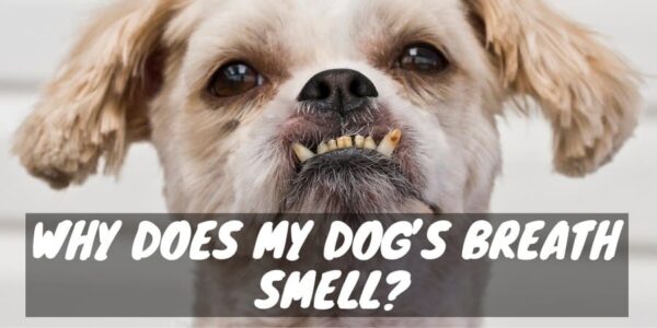 Why does my dog's breath smell?
