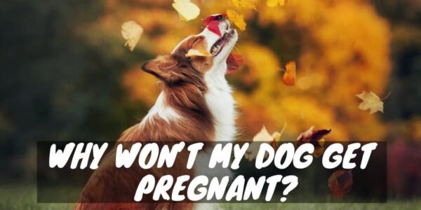 Why won't my dog get pregnant?