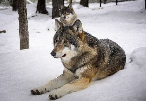 Wolves in the snow